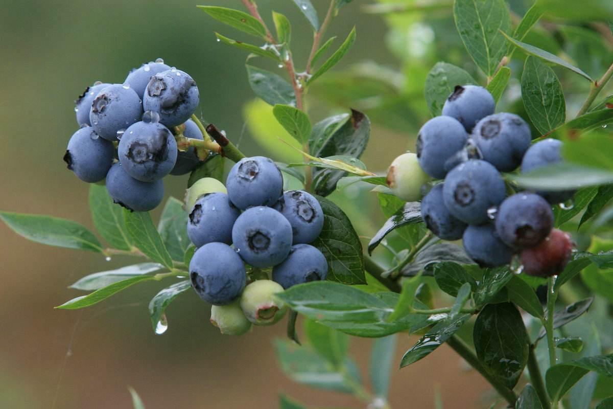 冒充国产优质蓝莓商标，非法经营额达31.9万余元！