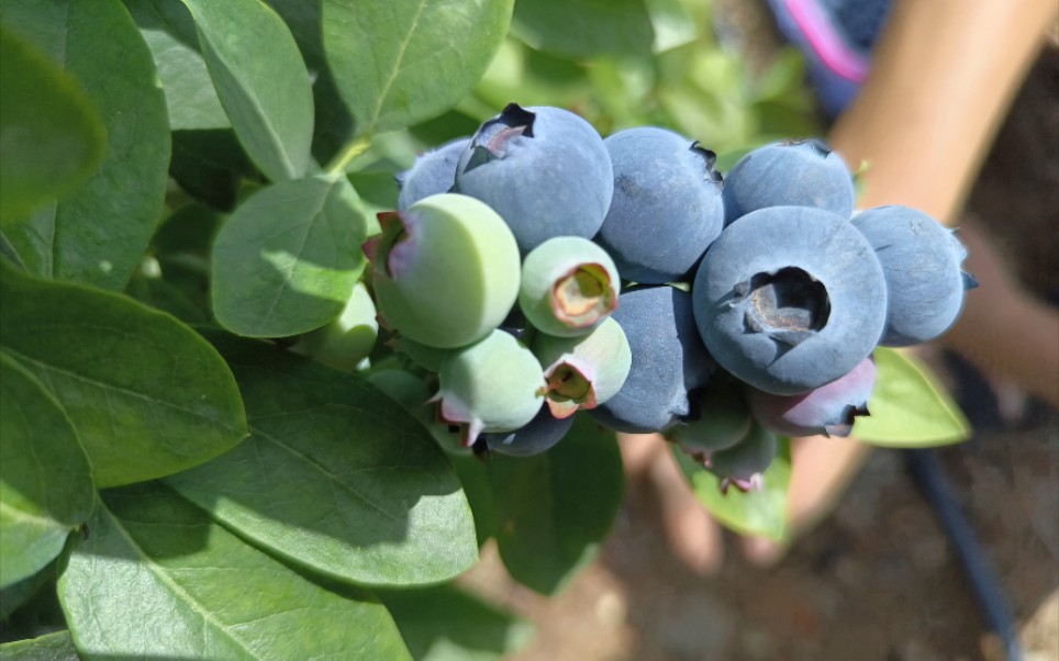 “德昌蓝莓”成功注册为地理标志证明商标啦